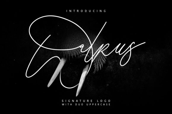 Walrus Font for Creative Design